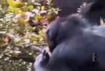 15296543221200.mp4