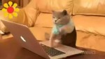 Kotenok.webm