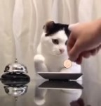 15287820121750.webm