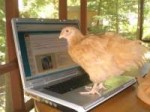 OggComputer.jpg