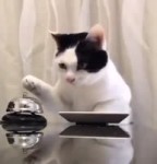 15287820121750.webm