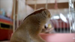 Slow Loris eating Banana.webm