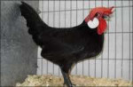 black-minorca-bantam-pullet-e1493287443906[1].jpg