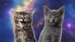 Space Cats — Magic FlyHD.webm