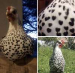 This unique chicken with heart patterns in its plumage.jpg