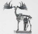Irish-Elk-Skelaton.jpg