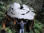 massive-tree-stump.jpg