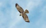 AnimalsBirdsFalconinflight087510.jpg