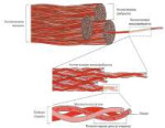 Строение коллагенового волокна.jpg